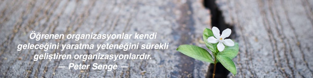 white flower growing on crack street, soft focus white flower growing on crack street, soft focus, blank text